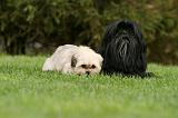 LHASSA APSO 157